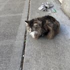 Lost cat? Capitol Hill