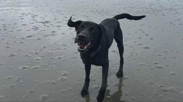 Man who beat dog to death at Ballard kennel gets maximum 3-month sentence