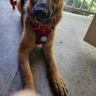 Rehoming a Dog