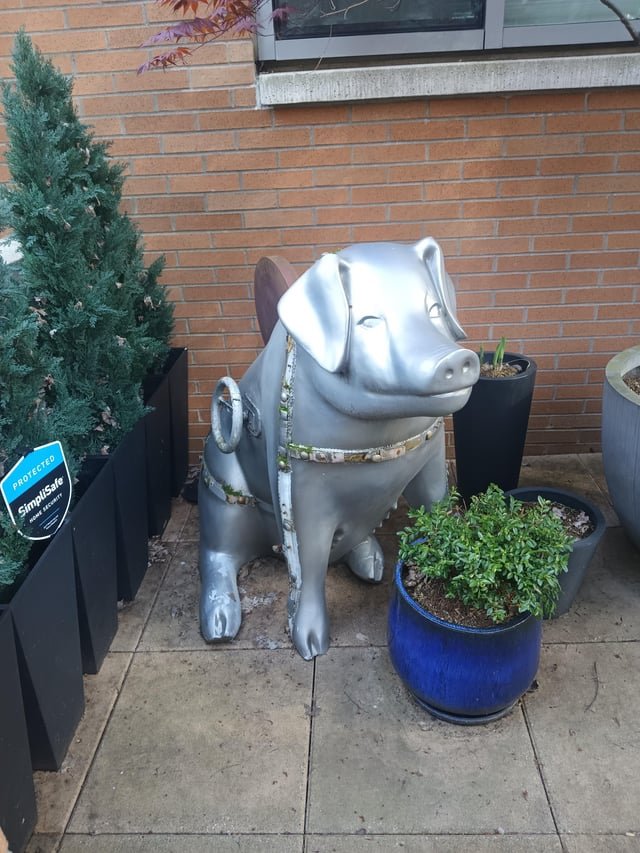 I love the Seattle Pigs 🥺