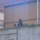 Anyone @ Muriel’s Landing (U district) Missing a cat?