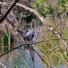 Great day for animal watching at the arboretum.