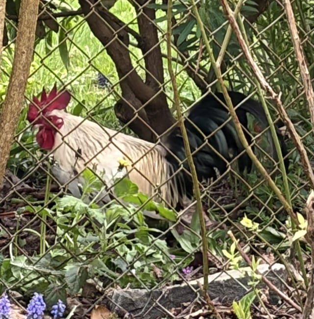 Broadview – found rooster