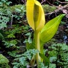 Western Skunk Cabbages are Blooming
