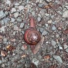 Some slugs I saw this morning.