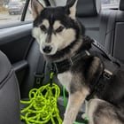 Dog found wandering Greenwood Ave. Partner took dog to Northgate Veterinary, no chip, please comment if you know the dog or owners.