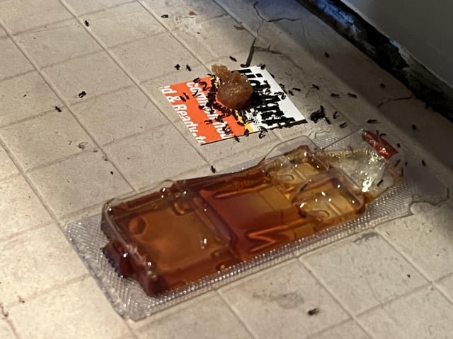 Seattle ants be all like “Nice house you got there… would be a shame if we moved in.”