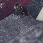 What is this furry friend I found at the airport?