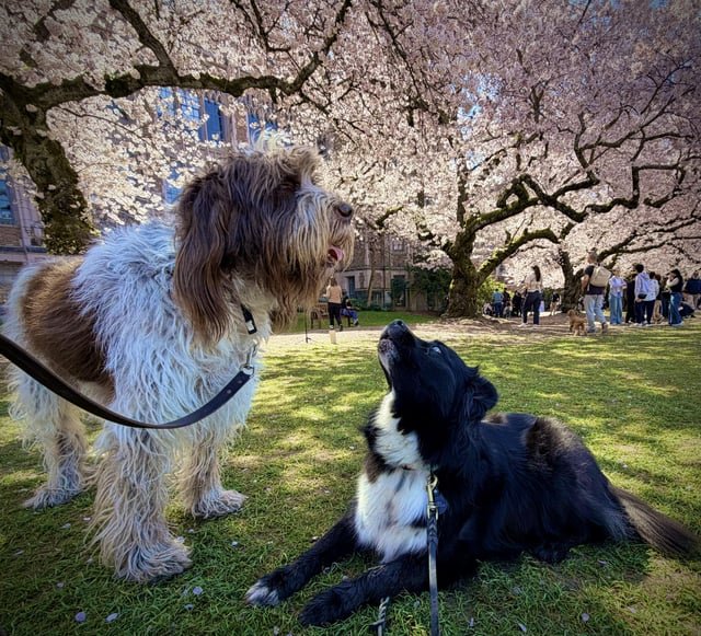 In love at the cherry blossoms