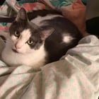 GEORGE: LOST CAT UPDATE