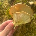 Oyster mushroom season?