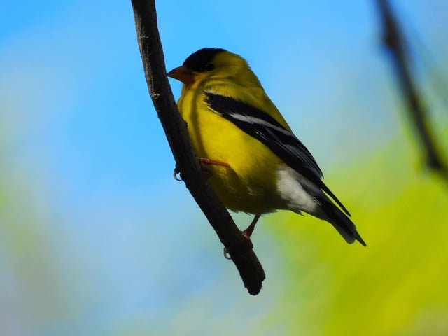 Our state bird makes me smile. Such a cool little guy