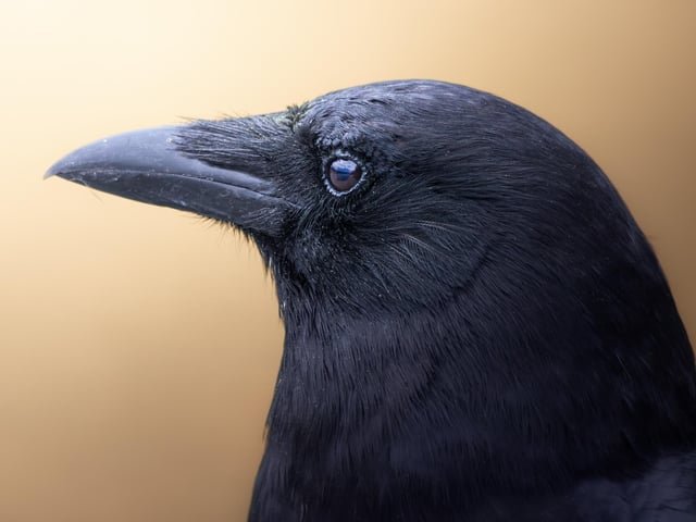 Cal Anderson Crow from this morning