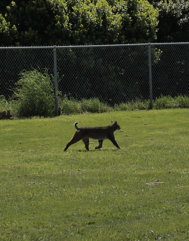 Bobcat near the Botanical Gardens