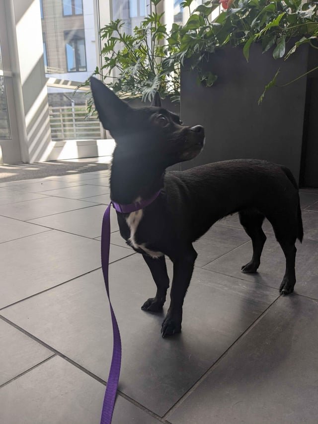 Found Black Chihuahua- University of Washington near Burke Museum