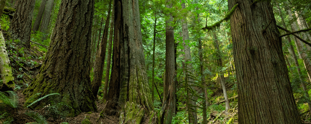 UW professor green-lighting native forest destruction on public lands
