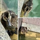 Hurt duckling downtown Bellevue park