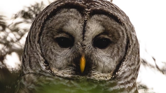 Found this sleepy Barred Owl at Discovery Park a couple weeks ago.
