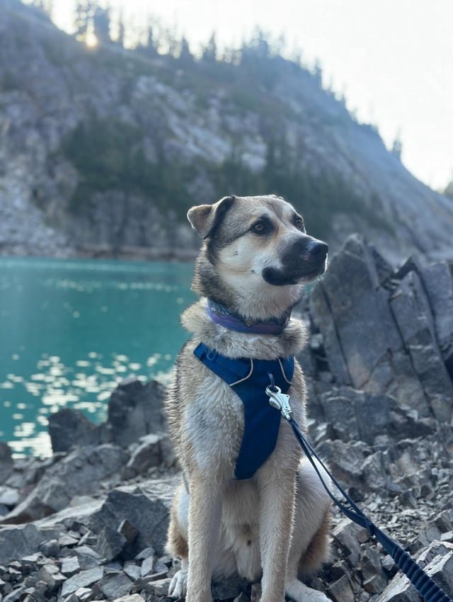 Missing dog near Roosevelt / Ravenna