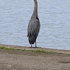 The birds of Greenlake Park