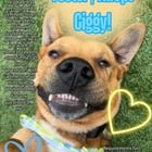 Foster/Adopt Ciggy!