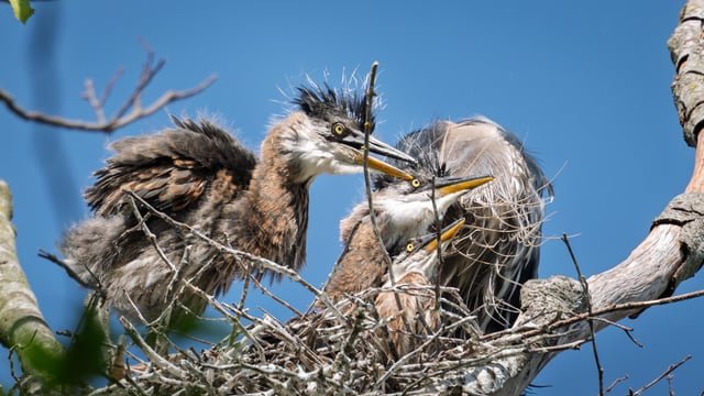 Blue Heron Chicks at the Locks