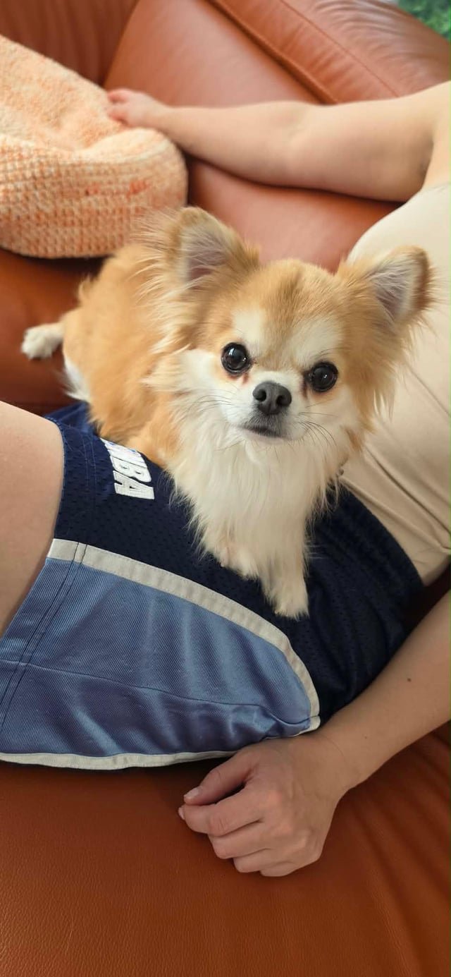 Lost dog!