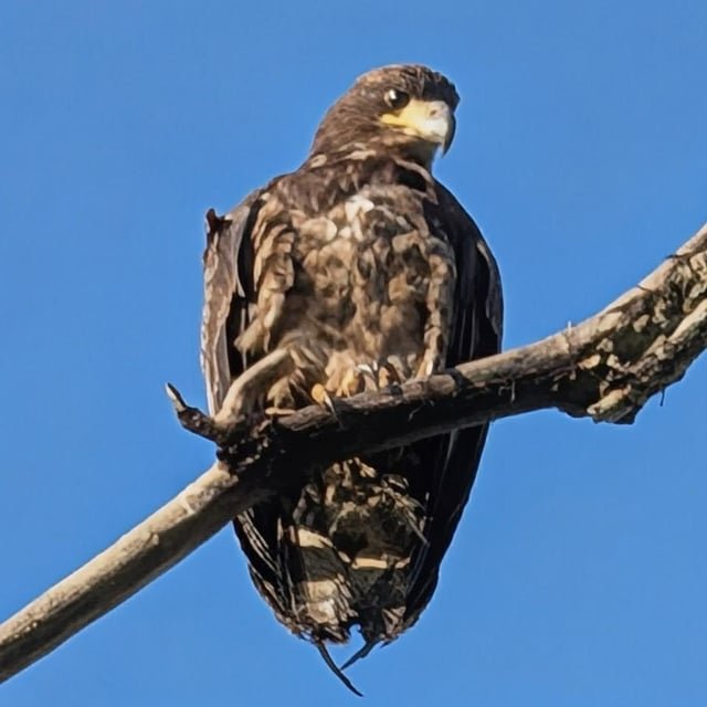 New Bald Eagle Nesting Location?