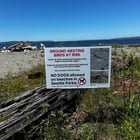 More Dogs Off Leash at a City Beach