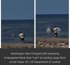Man who threw rock at seal has been arrested!