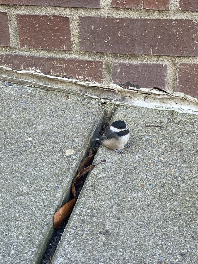 Anyone know what might be happening to the chickadees?