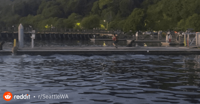 Drunk idiot disrupts the sea lions at Golden Gardens