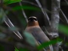 Gorgeous Cedar Waxwing. One of our areas most spectacular species.