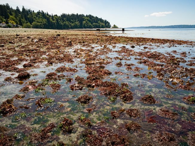 PHOTOS: More mega-low tide sights on West Seattle shores