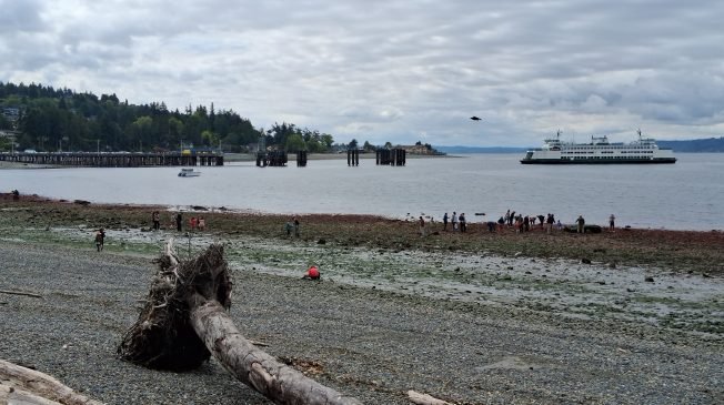 PHOTOS: Mega-low tides reveal West Seattle shores’ wildlife