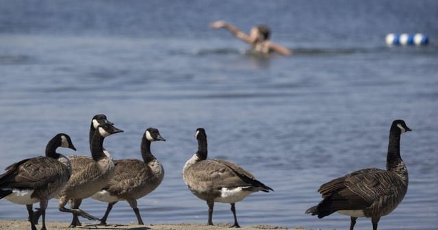 No swimming at 4 beaches, with week of sunshine ahead in Western WA