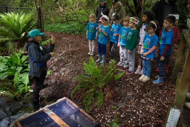 WEST SEATTLE SALMON: Students free fry at Fauntleroy Creek, joined by City Councilmember Ron Saka