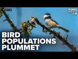 Seattle sees notable decline in bird counts as new report warns of urban biodiversity loss