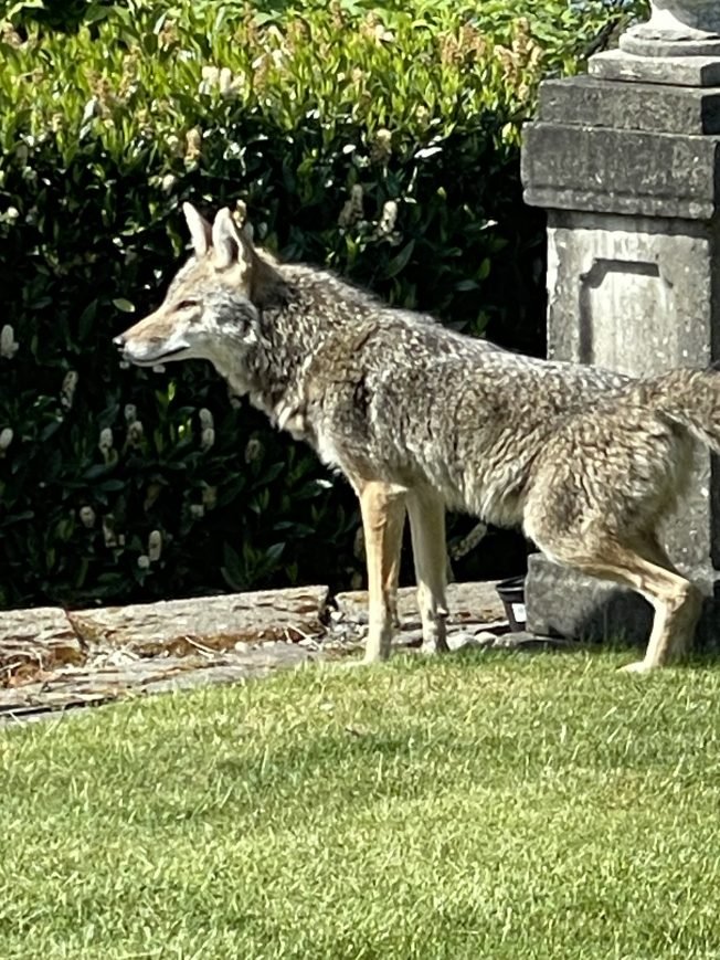 WEST SEATTLE COYOTES: Five more sightings