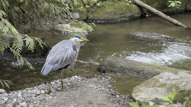 Ran into this cool guy at Carkeek Park