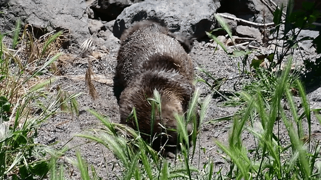 Ran into this cutie taking a dirt bath right next to the Alki Trail: