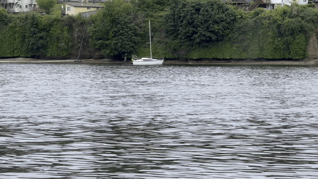 Grey Whale in Port Washington Narrows near Bremerton