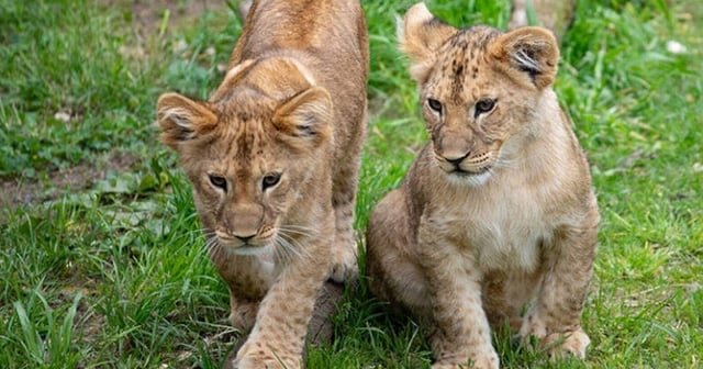 Woodland Park lion cubs make their debut