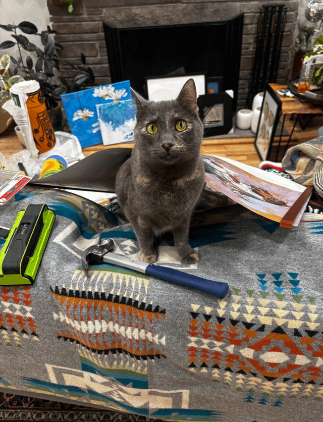 Escaped cat on the loose in Beacon Hill