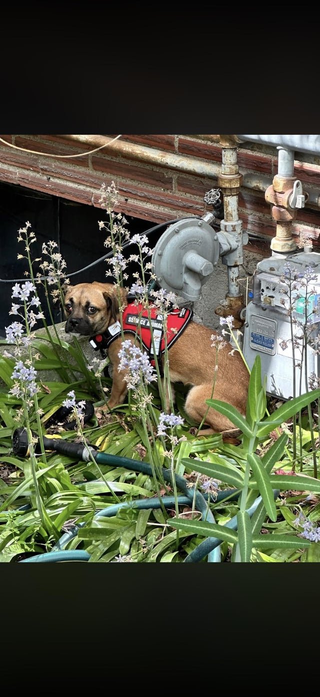Found dog in Capitol Hill