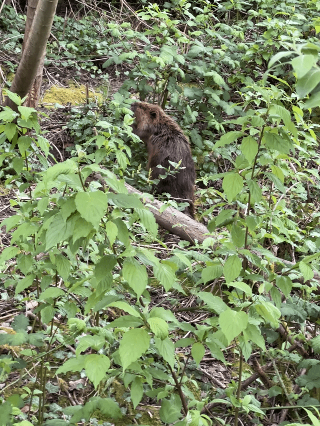 Capybara?