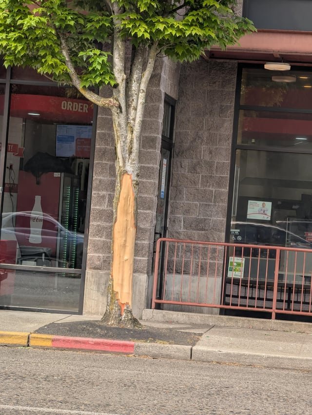 This poor Ballard street tree