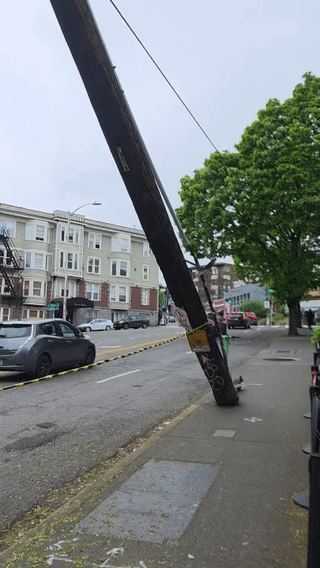 Right Outside Pie Bar/Near Donna’s: Pole Meets Tree