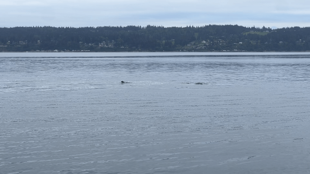 Gray whales feeding offshore