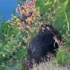 Beaver spotted in South Lake Union in Center for Wooden Boats inlet.